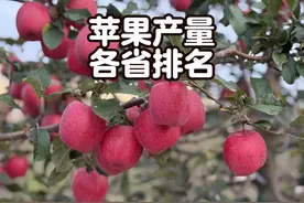 哪里的苹果最好吃？各省苹果产量排名，陕西山东争霸几十年 #苹果视频封面
