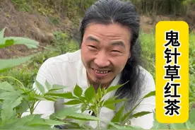 神奇的东方草本鬼针草，用红茶发酵工艺做茶好甜 #万物皆可茶