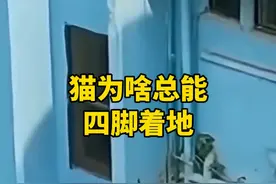 猫为啥总能四脚着地？ #科普 #涨知识 #猫视频封面