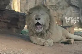 7月10日，浙江杭州。杭州最高气温逼近40℃，动物园的非洲狮被热成狗了，动物园：来自非洲的动物一般不装空调。（来源：@迪迪埃）