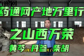 #药通网 #中药材 #黄芩 药通网产地万里行之山西万荣#柴胡 #丹参视频封面