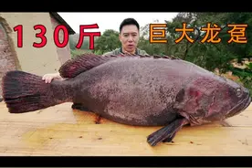 130斤巨大龙趸，全村人吃嗨了！ #石斑鱼 #龙趸 #美食家的朋友圈