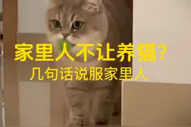 家里人不让养猫？几句话说服他 养猫的几个好处