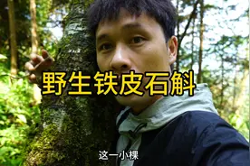 我在原始森林的外围发现了野生铁皮石斛，你敢信？视频封面