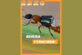 遇到隐翅虫，千万别拍打或揉搓！正确处理方式怎么做？一起来听听医生怎么说。（人民日报）视频封面