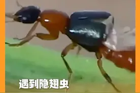 遇到隐翅虫，千万别拍打或揉搓！正确处理方式怎么做？一起来听听医生怎么说。（人民日报）