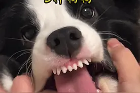千万不要养的五种狗狗 #萌宠出道计划 #狗狗 #萌宠 #宠物视频封面