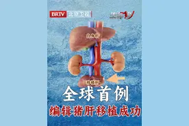 全球首例！基因编辑猪肝完全替代人肝！我国异种移植临床研究取得突破性进展，为专家点赞，为中国点赞！#brtv生命缘 #西京医院 #猪肝移植视频封面