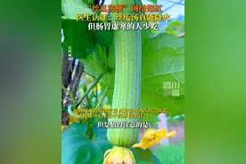 “丝瓜汤梗”网络爆火，9月7日，四川省中西医结合医院主治中医师徐黎青#医生称丝瓜汤真的能降火 可清热凉血，解毒化痰，但肠胃虚寒的人则应少吃。