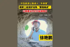 环岛旅游公路误入“外来客”，国家二级保护动物“栗喉蜂虎”，公路建设为它们延缓施工视频封面