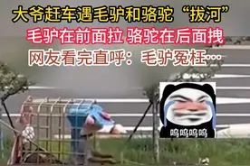 大爷赶车遇毛驴和骆驼“拔河” 毛驴在前面拉 骆驼在后面拽 网友看完直呼：毛驴冤枉…视频封面