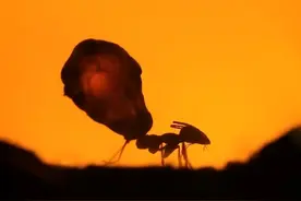 糖果一样的蜜罐蚁 #神奇动物在抖音 #科普一下 #动物 #蜜罐蚁