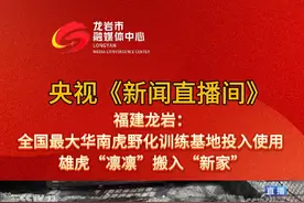 #中央媒体看龙岩  央视《新闻直播间》报道！
福建龙岩：全国最大华南虎野化训练基地投入使用 雄虎“凛凛”搬入“新家” 
#本地新闻 #龙岩 #梅花山华南虎 #虎宝宝
素材来源：央视《新闻直播间》 
（编辑：连灼森 审核：刘玉荣 王薇）