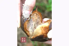 以前随处可见的油桐树，现在为何很少见了？ 你的家乡还有吗？#油桐 #桐油 #战略物资 #梧桐 #法桐