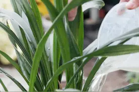 兰花寄养，教你如何养好兰花！ 兰花附生或地生草本视频封面