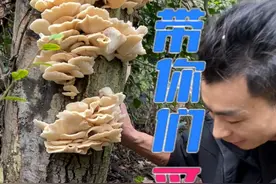 赶山人的生活真的很不容易，只有每天努力进山才会有收货，今天又是美好的一天！#我的乡村生活 #捡蘑菇 #野生菌 #抖音新农人视频封面