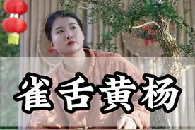 粉丝想要一棵雀舌黄杨放在客厅，我给他设计成迎客松式，你们觉得怎么样呢？ #盆景 #黄杨 #盆景制作视频封面
