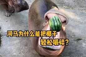 河马为什么能把椰子轻松嚼碎？除了门牙，它还有别的牙齿嘛？ #科普  #解压  #河马  #神奇动物   #青少年课外知识讲堂视频封面