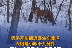 12月27日，吉林，男子开车偶遇野生东北虎，主动打招呼，双方对峙十几分钟都没动。提醒：偶遇猛兽，请尽快远离。#东北虎 #野生动物零距离视频封面