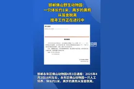 邯郸佛山野生动物园： 一只体长约1米、两岁的黑熊从笼舍脱离 搜寻工作正在进行中视频封面