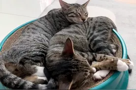 养猫知识点：猫咪的睡眠时间有多长？#养猫新手 #猫知识 #嘉传视频封面