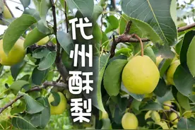 #代州酥梨 代县酥梨，山西省忻州市代县特产，全国农产品地理标志视频封面