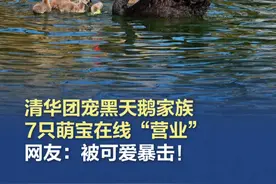 【#清华团宠黑天鹅家族7只萌宝在线营业  ，网友：被可爱暴击！】清华校园里的顶流明星来了！黑天鹅一家带着7只小萌宝强势出圈，毛茸茸的小天鹅们摇摇晃晃，萌化全场！从“学霸鹅”到“团宠家族”，它们自由自在地在校园里撒欢，简直是清华的“治愈系担当”！你被哪只小可爱圈粉了？#清华黑天鹅  #治愈系视频封面