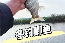 冬天钓鲫鱼 黑坑偷驴扣坑轻松上岸#最适合冬天的钓鱼经验来了 #2024dou来钓鱼 #冬天钓鲫鱼有多爽 #入冬钓鱼指南 #鱼栖林小羽毛视频封面