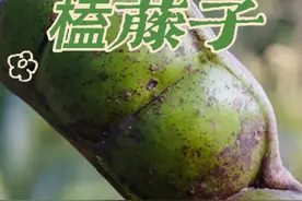 它是中国境内最大的荚果，它有毒，但有着很高的药用价值，且常被人做成文玩，你见过吗#大自然的馈赠#我的乡村生活#植物科普#大山里的原生态#新农人计划视频封面