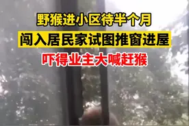 1月2日，贵州贵阳。野猴进小区待半个月，闯入居民家试图推窗进屋，吓得业主大喊赶猴。视频封面