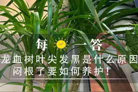 龙血树叶尖发黑是什么原因！闷根了要如何养护！ 今日解答视频封面