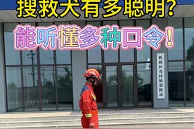 搜救犬有多聪明？数数几种口令！（奇村站供稿）@山西消防 #搜救犬 #消防