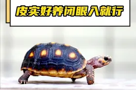 新手购什么龟合适？要皮实、好养？这期视频有你想要的答案。 视频中这些皮实、好养，就连新手也能完美驾驭的龟龟，看看你养过几个？言言没说到的欢迎你补充。#神奇动物在抖音 #养龟日常 #新手买龟 #养龟人 #养龟新手视频封面