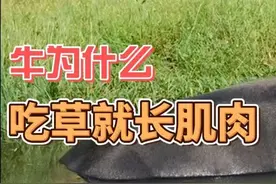 牛为什么吃草就长肌肉 #牛视频封面
