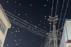 丽江一地大量燕子夜间漫天飞舞！地震局回应视频封面
