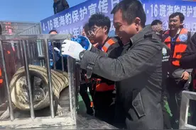 10只斑海豹，各有各打算#斑海豹 #斑海豹放归 #回家 #大海视频封面