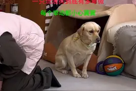 一只流浪狗到底有多卑微，一举一动都小心翼翼 #流浪狗视频封面