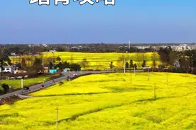 一座被春天眷顾的小城，成都崇州踏青赏花攻略。 #重庆路油菜花视频封面