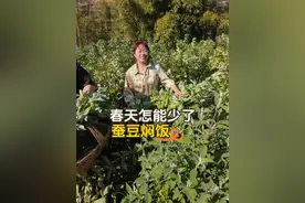 春天怎能少了蚕豆焖饭，蚕豆都快摘完了，但还是吃上啦~ #我的乡村生活 #蚕豆焖饭 #春天的味道视频封面