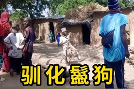 鬣狗是不能被驯化的！ #驯化鬣狗 #科普 #涨知识视频封面