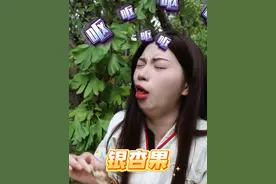 【银杏果】吃不了一点，实在太臭了 #银杏 #银杏果 #银杏果中毒 #银杏果吃法 #银杏果挂满枝头