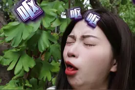 【银杏果】吃不了一点，实在太臭了 #银杏 #银杏果 #银杏果中毒 #银杏果吃法 #银杏果挂满枝头视频封面