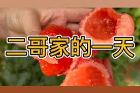 西红柿植株叶子汁水丰富，轻轻一蹭就会粘在身上衣服上很难洗掉视频封面