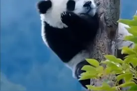 大熊猫数量最多的国家排名对比，万万没想到日本排名这么高视频封面