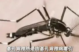 老人小孩做好防护！北京市已出现基孔肯雅热境外输入病例！