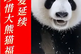 守护大熊猫福宝， 珍惜民族文化象征 ，让爱延续。 可爱的福宝视频封面