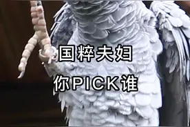 视频的最后，你是pick小灰还是中灰呢#鹦鹉 #小灰 #非洲灰鹦鹉  视频封面