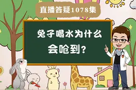 兔子喝水为什么会呛到？兔子可以喝水吗？#宠物兔 #知识科普