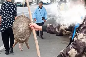 以为是卖王八，结果是诈骗！ #内容启发搜索 #涨知识 #科普视频封面