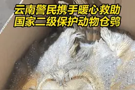 云南警民携手暖心救助国家二级保护动物仓鸮。#有一种叫云南的生活